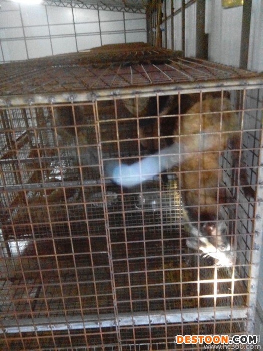 供应果子狸果子狸苗零售批发