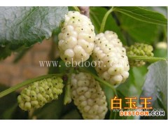 出售桑树苗哪家好-世超苗木(在线咨询)-漯河桑树苗哪家好