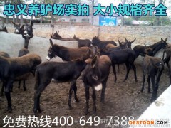 德州驴 肉驴养殖 肉驴苗 德州驴  价格