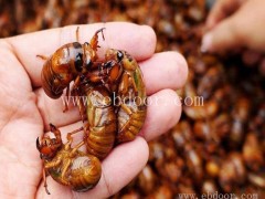 致富金蝉卵枝批发电话-金蝉卵枝批发电话-淼源专注金蝉养殖技术