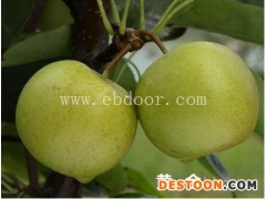 潜江梨树苗-果树茶叶研究所-供应黄花梨树苗