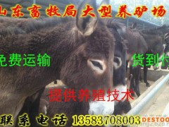 肉驴养殖场 改良肉驴 肉驴苗 德州驴 关中驴价格