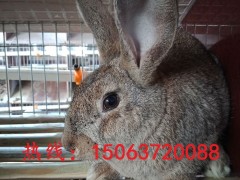 养殖比利时野兔 散养野兔  野生野兔   杂交野兔养殖场出售杂交野兔 比利时野兔 价格便宜