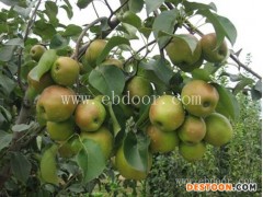 1年苗玉露香梨树苗批发-永丰种植-周口玉露香梨树苗批发