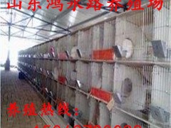 野兔一年繁殖几窝 养殖杂交野兔利润  杂交野兔厂家 野兔批发