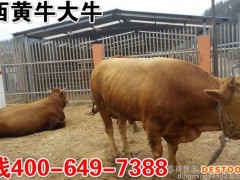 黄牛价格  黄牛苗 鲁西黄牛