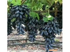 奎文区葡萄秋苗-鲁粒葡萄苗公司-葡萄秋苗销售