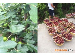 无花果苗批发价格-无花果苗-小叶无花果成活率高(查看)