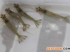 金智祥潜江龙虾养殖技术(图)-六安龙虾养殖-龙虾养殖