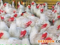 纯种番鸭苗电话-西彦孵化厂(在线咨询)-济宁纯种番鸭苗