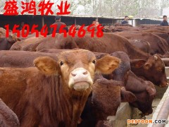 雨花区肉羊 改良肉羊