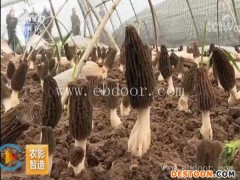 羊肚菌种植技术-鸿福培训羊肚菌种植-羊肚菌种植技术赚钱么