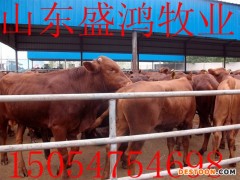 大亚湾区肉羊 改良肉羊