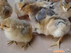 开封鸡苗批发报价-肉鸡开封鸡苗批发报价-四强养殖(推荐商家)