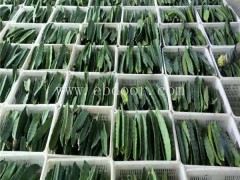 大红火龙果苗供应商-大红火龙果苗-金田源声名远扬