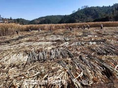 协助群众抢收冻害甘蔗，实在践行主体教育