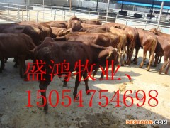 东丽区肉羊 改良肉羊