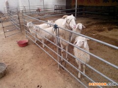 山东小尾寒羊肉羊 云南 白山羊肉羊 屠宰的肉羊价格 肉羊养殖场