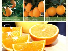 赣南脐橙 - 赣州特产