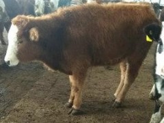 鲁西黄牛放养利润