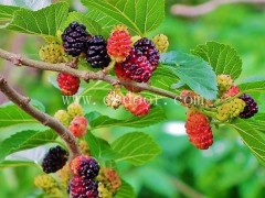 广西供应桑葚树苗-世超苗木种植基地-供应桑葚树苗哪家好