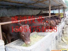 惠城区肉羊 改良肉羊