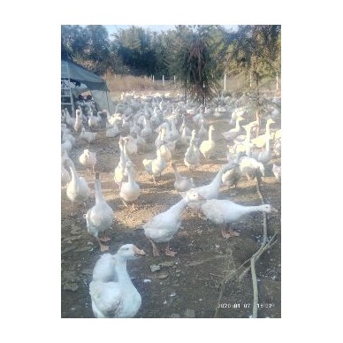 [供]出售90天杂交白鹅6至7斤重