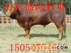 藤县肉羊 改良肉羊