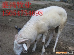 春季前肉羊价格 肉羊品种 肉羊效益