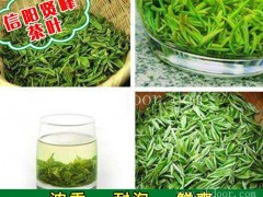 贤峰茶叶(图)|山东信阳毛尖种类|信阳毛尖