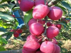 美国蛇果中国花牛苹果苗红色之爱红肉苹果苗锦绣海棠小苹果苗