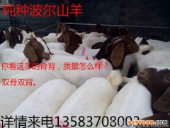纯种 波尔山羊 波尔山羊价格 养殖波尔山羊