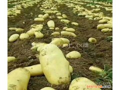 大棚马铃薯种子电话择优推荐