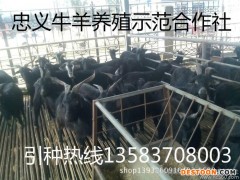 山羊 黑山羊  黑山羊肉羊价格