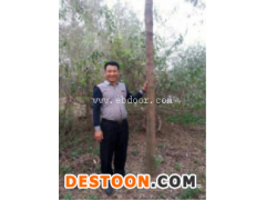 河南竹柳苗-竹柳苗的价格-峻峰竹柳(推荐商家)