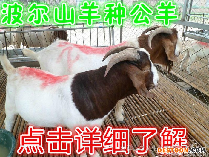 羊 种羊 波尔山羊 黑山羊  纯种波尔山羊价格