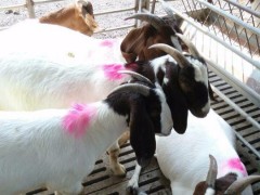 波尔山羊价格 改良波尔山羊 纯种波尔山羊