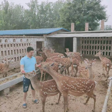 鹿路行 宠物梅花鹿 梅花鹿批发 梅花鹿养殖基地 优质梅花鹿 梅花鹿养殖技术及喂养