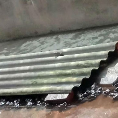 佳鑫石蛙 专业小蛙养殖 幼蛙 小蛙