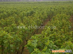 安徽果桑苗-世超苗木桑葚苗基地-求购果桑苗多少钱一颗