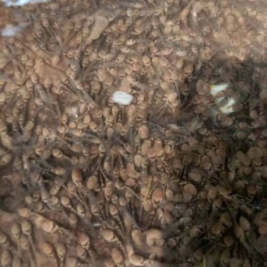 佳鑫石蛙 生态养殖厂家直销 石蛙 野生种蛙蛙厂家