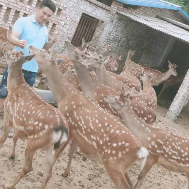 鹿路行 宠物梅花鹿 梅花鹿价格 人工驯养梅花鹿 成年梅花鹿 梅花鹿养殖技术及喂养