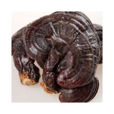 野生灵芝的味道长白山灵芝粉灵芝何时