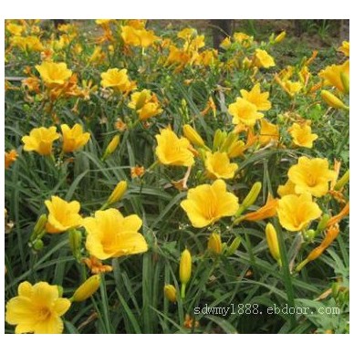 金娃娃萱草种植基地-潍坊销量好的金娃娃萱草供应