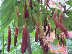 长果桑种植基地-长果桑苗-果源农业—放心苗木