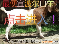 波尔山羊 波尔山羊价格 养殖波尔山羊
