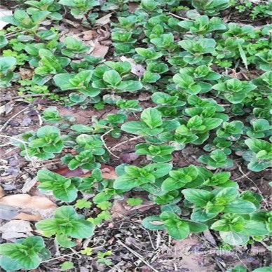 多年生食用薄荷种苗 怎么种植薄荷苗