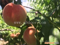 新品种桃苗供应-新品种桃苗-金华果友树苗培育基地