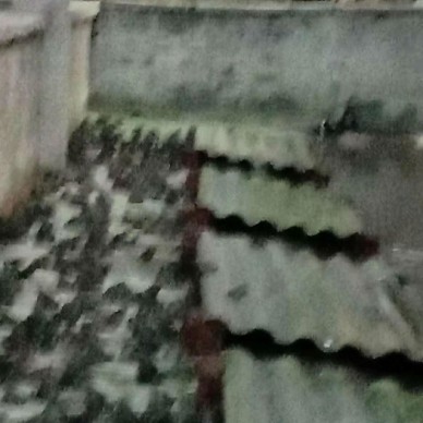 佳鑫石蛙 石蛙蝌蚪厂家 小娃 蝌蚪