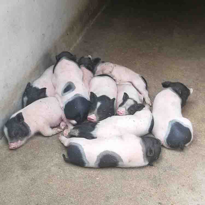 巴马香猪  迷你香猪 优质小香猪种苗 产地直发